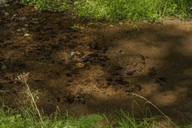Slavkovsky Les dağlarında yaz güneşli bir günde Mala Libava dere