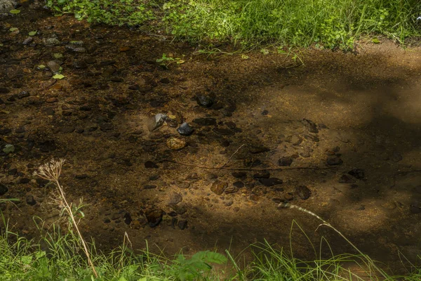 Slavkovsky Les dağlarında yaz güneşli bir günde Mala Libava dere
