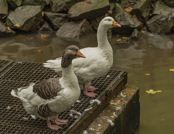 Ganso blanco y gris cerca de un pequeño estanque en otoño lluvioso — Foto de Stock