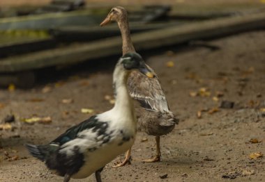 Sonbahar bulutlu gününde Hintli koşucu kuş