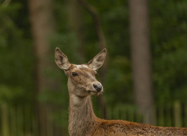 Geyik ve geyik, sonbahar yağmurlu bir günde yeşil çayırda.