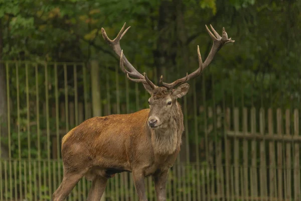 Veado e corça no prado verde no dia de outono molhado — Fotografia de Stock