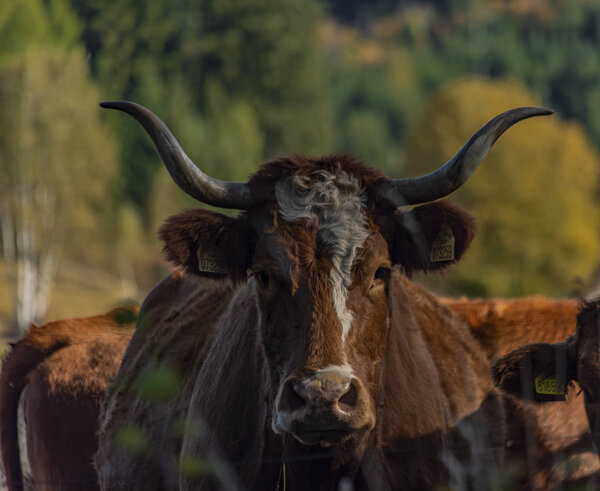 Cows with horns in color autumn color sunny morning in Sumava national park