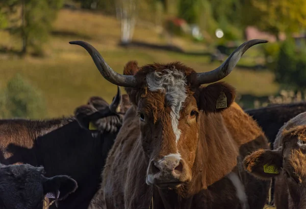 Koeien met hoorns in kleur herfst kleur zonnige ochtend in Sumava nationaal park — Stockfoto