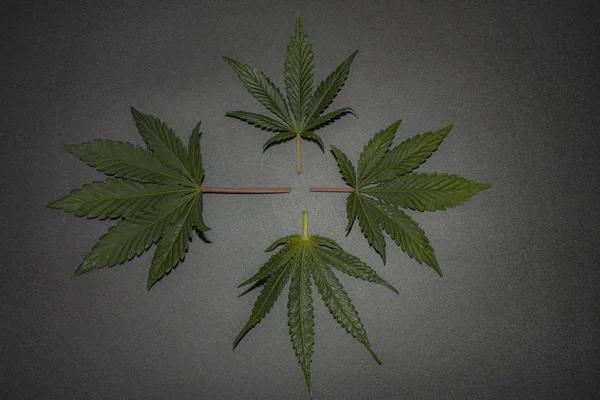 Marihuana Galletas francesas variedad hojas con fondo negro —  Fotos de Stock