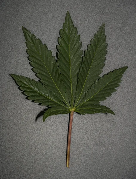 Marihuana francuskie ciasteczka odmiany liści z czarnym tle — Zdjęcie stockowe