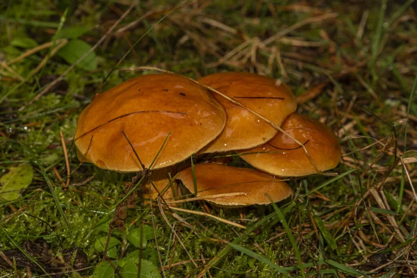 Kleur paddestoel in donker nat groen bos in de herfst bewolkte dag — Stockfoto