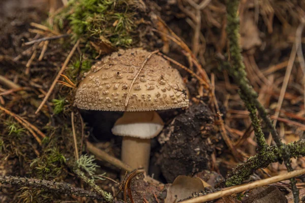 秋天阴天，深湿绿林中的彩菇 — 图库照片