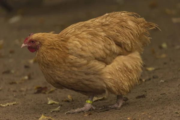 Poule de couleur avec de longues plumes sur les petites jambes — Photo