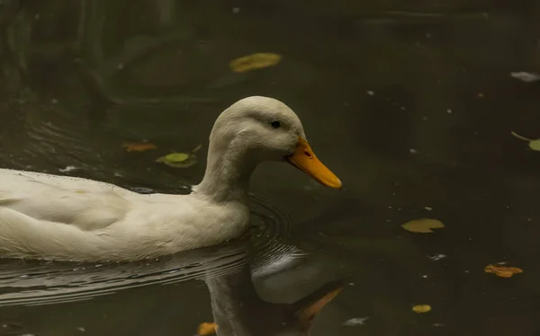 Белый гусь возле маленького пруда в дождливый осенний день — стоковое фото
