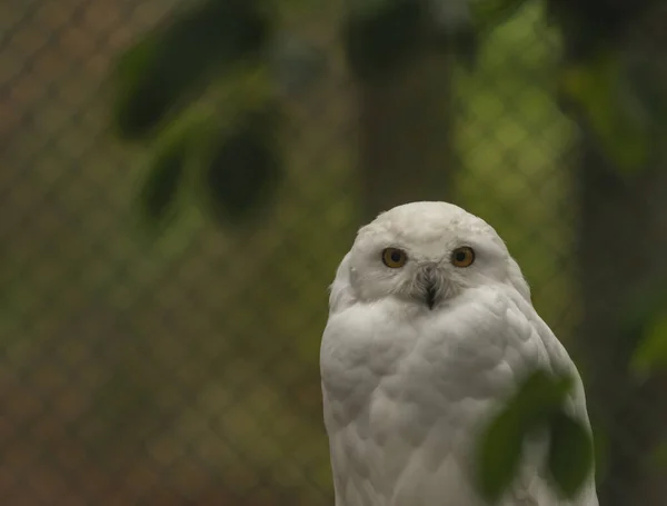 Búho blanco con ojos amarillos en otoño día nublado en Alemania — Foto de Stock