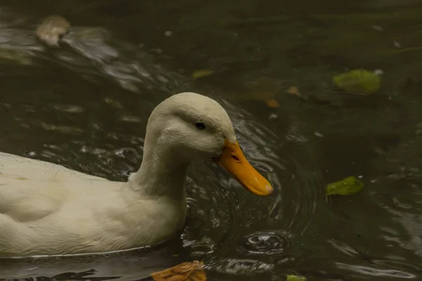 Ganso blanco cerca de un pequeño estanque en otoño lluvioso — Foto de Stock