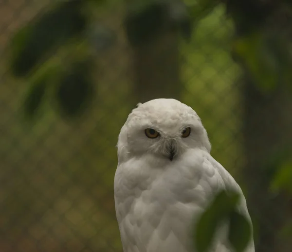 Búho blanco con ojos amarillos en otoño día nublado en Alemania — Foto de Stock