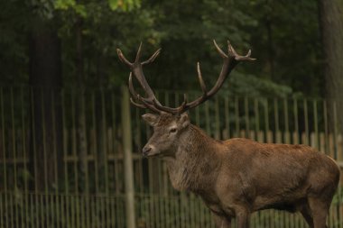 Geyik ve geyik, sonbahar yağmurlu bir günde yeşil çayırda.