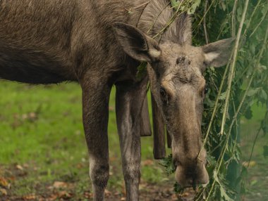 Yeşil çalılıklarda kahverengi ren geyikleri ve sonbahar günü yeşil çimlerde