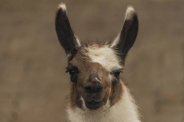 Testa di lama marrone e bianco con backbround grigio — Foto Stock