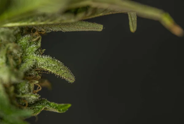 Macro detail van gerijpte Franse koekjes variëteit van marihuana met groene bladeren — Stockfoto