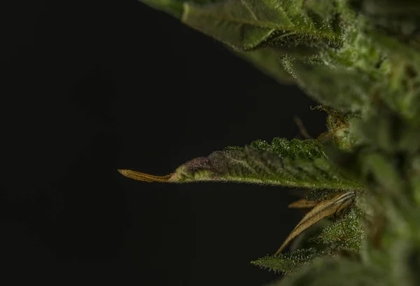 Macro detail of ripened French cookies variety of marijuana with green leafs — Stock Photo, Image