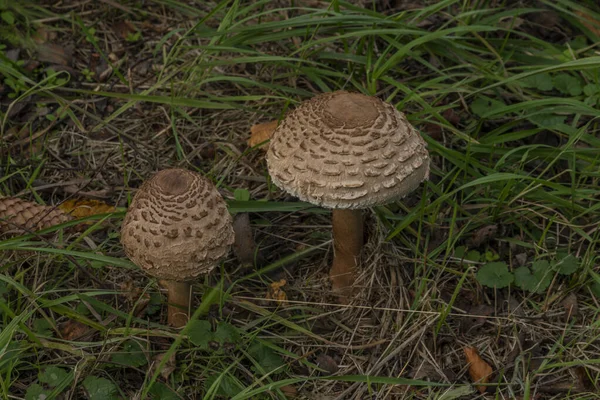 Mooie verse parasol paddestoel in groen gras in de herfst dag — Stockfoto