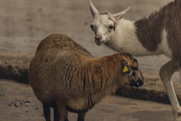 ラマと羊の背と灰色の背景に干し草 — ストック写真