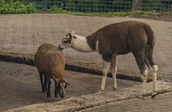 Lama i owce z sianem na plecach i szarym tle — Zdjęcie stockowe