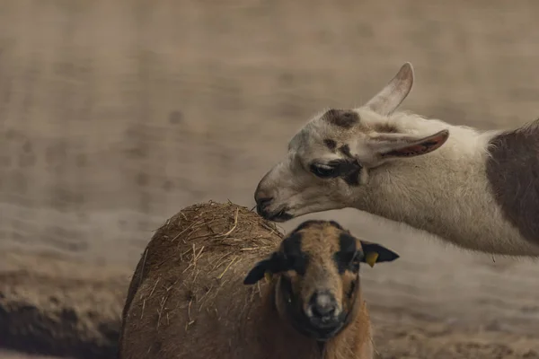 Lama und Schaf mit Heu auf dem Rücken und grauem Hintergrund — Stockfoto