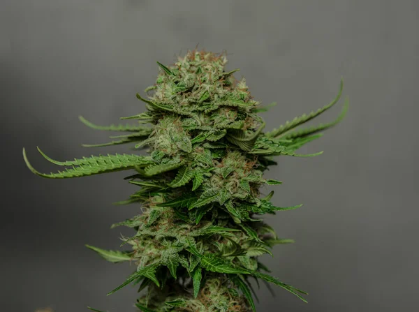 Dojrzały Kwiat Specjalnej Odmiany Marihuany Medycznej Czarnym Tłem — Zdjęcie stockowe