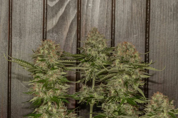 Biała Rosyjska Odmiana Moszny Kwiat Marihuany Metody Wewnętrznej Brązowym Drewnianym — Zdjęcie stockowe