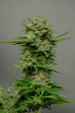 Özel Kraliçe 'nin çeşitli tıbbi marihuana çeşitlerinden oluşan olgunlaşmış bir çiçek.