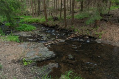 Batı Bohemya 'daki Billy Halstrov deresi ilkbaharda güneşli mavi gökyüzü gününde