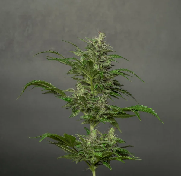 Beyaz Rus Marihuana Çiçeği Çeşitleri Gri Siyah Beyaz Arka Plan — Stok fotoğraf