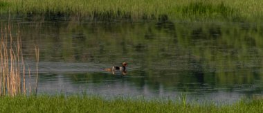 Ördek ve balıkçıllar Lednice kasabasının yakınındaki gölette güneşli bir bahar sabahı