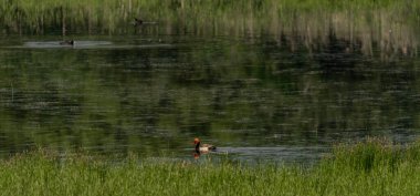Ördek ve balıkçıllar Lednice kasabasının yakınındaki gölette güneşli bir bahar sabahı