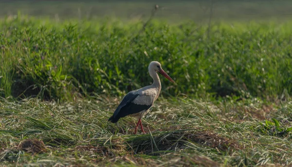 Stork Summer Field Green Grass Hay Sunny Hot Day — Stock Photo, Image