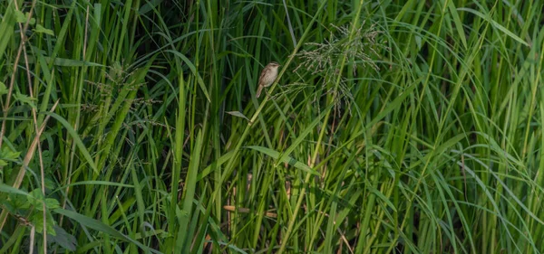 春天早晨 池塘边的绿色芦苇上长着一只灰色的小鸟 — 图库照片
