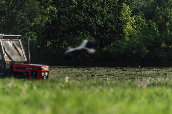 Ooievaar op zomerveld met groen gras en hooi — Stockfoto