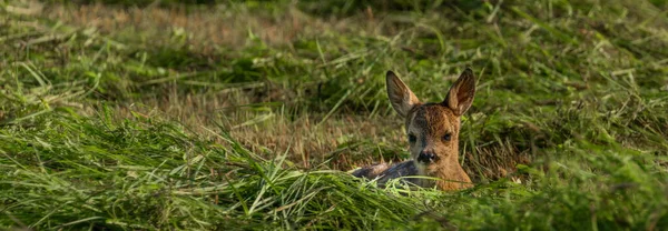 따사 로운 여름날 갓 베어 낸 밭에 누워 있는 작은 사슴 — 스톡 사진