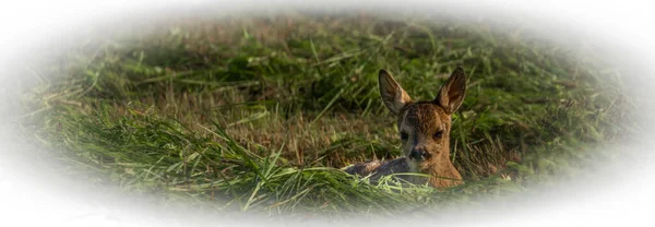 Ciervo pequeño acostado en campo fresco segado en caluroso día soleado de verano — Foto de Stock