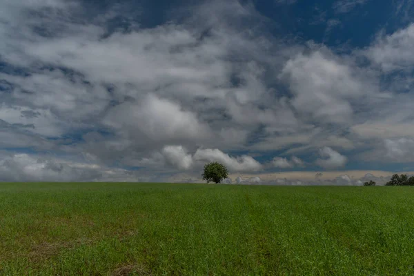 Pohon Ceri Sendirian Musim Panas Hijau Lapangan Langit Biru Mendung — Stok Foto