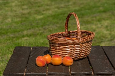 Güneşli sıcak yaz gününde yeşil bahçeli kayısı sepeti.