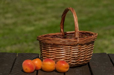 Güneşli sıcak yaz gününde yeşil bahçeli kayısı sepeti.