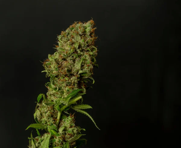 Detail Green Bloom Strawberry Akeil Variety Marijuana Flower Black Background — Stock Photo, Image
