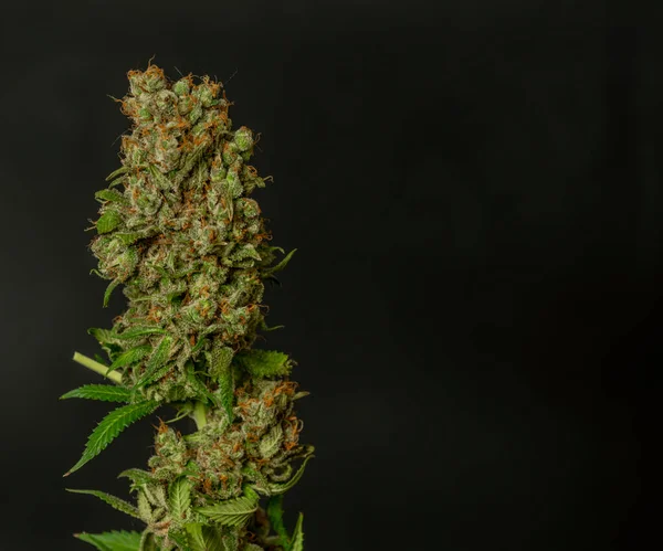 Yeşil çiçeğin ayrıntıları Çilek akeil çeşitliliği marihuana çiçeğinin siyah arka planı