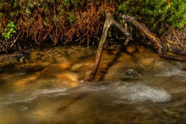 Yazın, Kouty Nad Desnou köyünün yakınındaki kutsal derede.