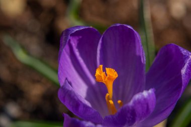 Crocus rengi güzel çiçek ilkbaharda güneşli sıcak taze gün