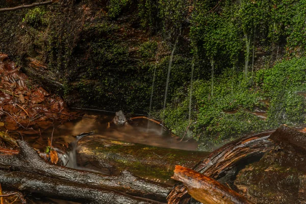 Wasserfall Der Nähe Des Dorfes Kouty Nad Desnou Sommer Wald — Stockfoto