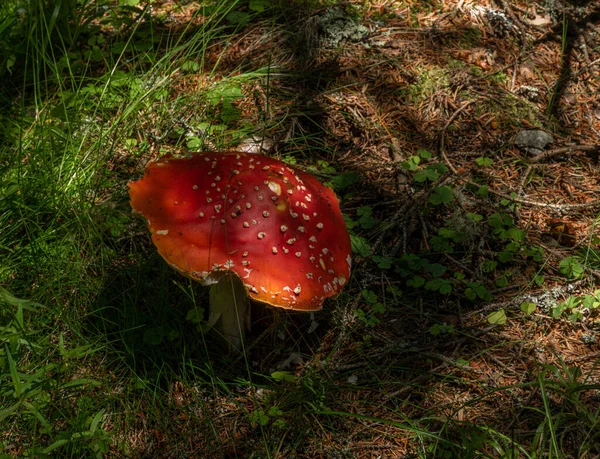 Amanita Muscaria Champignon Dans Forêt Ensoleillée Éclairage Dans Sud Été — Photo