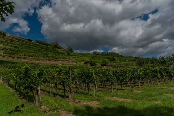 Yazın güneşli bir günde Krem ve Der Donau üzerindeki yeşil şarap bağları