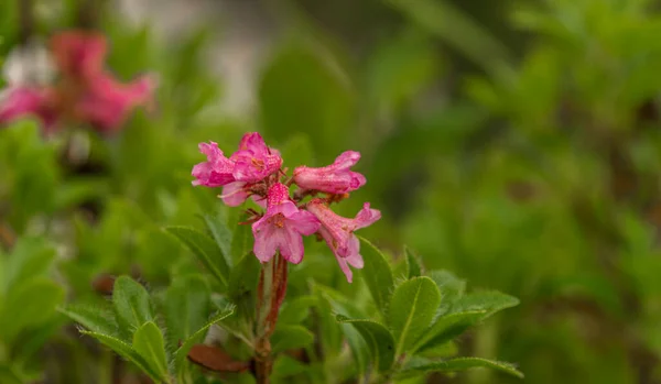 南オーストリアに緑色の脂肪の葉を持つ赤ピンクのアルプスの花 — ストック写真