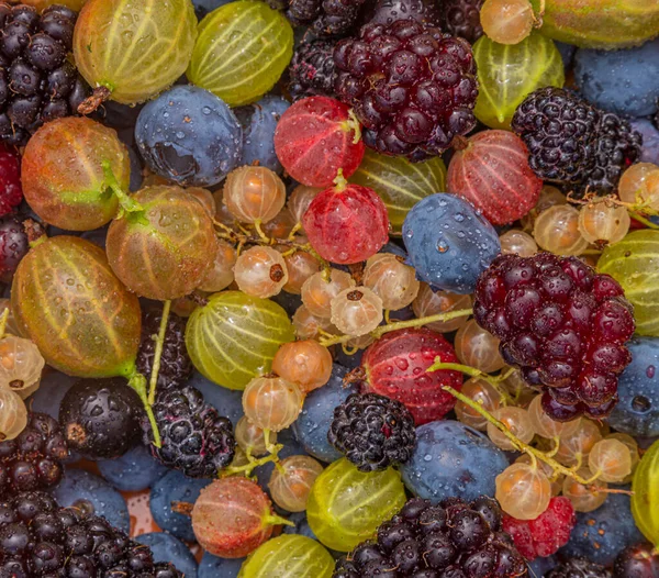 Macro Détail Vue Couleur Jardin Mixte Frais Humide Beau Fruit — Photo